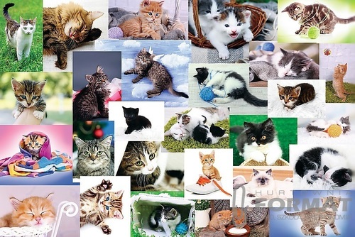 PUZZLE KOCI ŚWIAT 60el. 17332 2