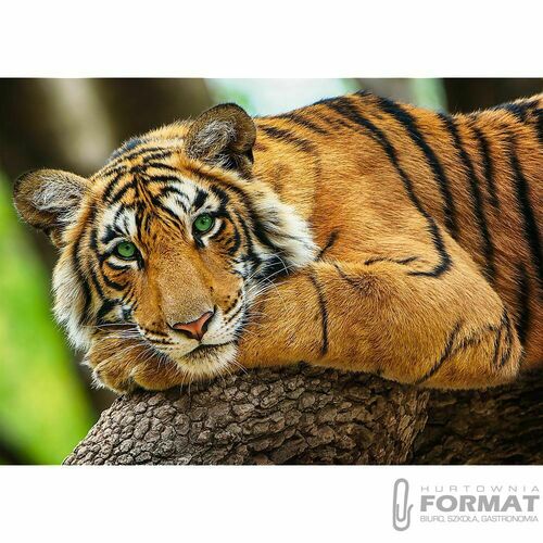 Puzzle 500el Portret tygrysa 37397 Trefl 3