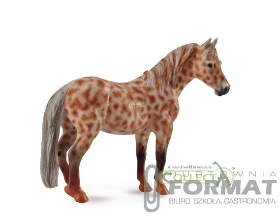 KLACZ BRITISH SPOTTED PONY MAŚCI KASZT. LEOPARD XL 1