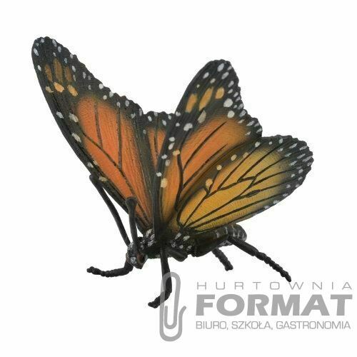 MOTYL KRÓLEWSKI ROZMIAR L 88598 1