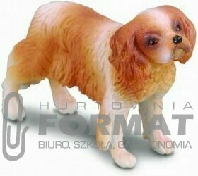 Pies rasy spaniel cavalier king charles 88181 COLL 1