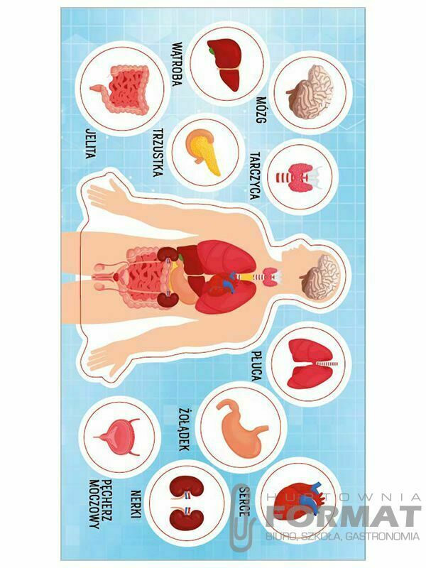 Anatomia człowieka 1